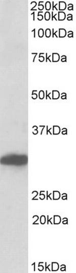 POU6F1 Antibody in Western Blot (WB)