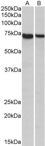 STXBP3 Polyclonal Antibody