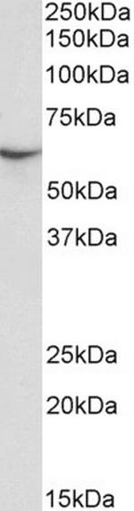 STXBP3 Polyclonal Antibody