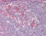 RPL23 Antibody in Immunohistochemistry (Paraffin) (IHC (P))