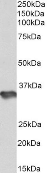 HS3ST1 Polyclonal Antibody