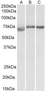 DMTF1 Antibody in Western Blot (WB)