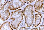 SLC26A1 Antibody in Immunohistochemistry (Paraffin) (IHC (P))