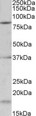 KV3.3 (KCNC3) Polyclonal Antibody