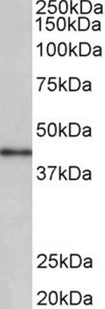 CCNDBP1 Polyclonal Antibody