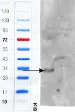 CD97 Polyclonal Antibody