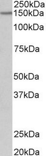 PCDH17 Polyclonal Antibody