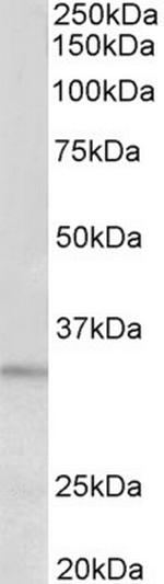 PI15 Antibody in Western Blot (WB)