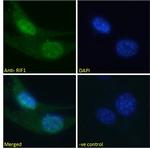 RIF1 Antibody in Immunocytochemistry (ICC/IF)
