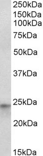 HES4 Polyclonal Antibody