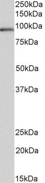 VPS16 Polyclonal Antibody