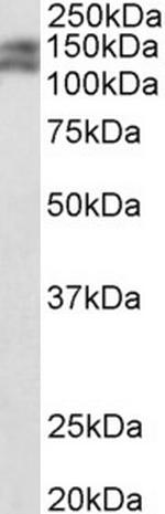 PARD3B Antibody in Western Blot (WB)