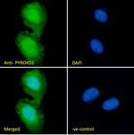PYROXD1 Antibody in Immunocytochemistry (ICC/IF)