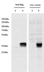 CCDC3 Antibody in Western Blot (WB)