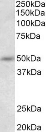 Synaptotagmin 9 Polyclonal Antibody