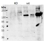 Contactin 4 Polyclonal Antibody