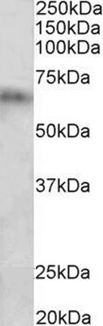 CYP2D10 Polyclonal Antibody