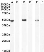 NAT8L Polyclonal Antibody