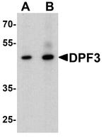 DPF3 Antibody in Western Blot (WB)