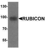 Rubicon Antibody in Western Blot (WB)