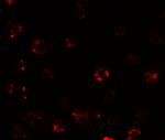 TESPA1 Antibody in Immunocytochemistry (ICC/IF)