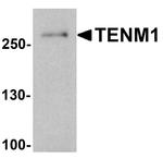 TENM1 Antibody in Western Blot (WB)