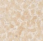 PPARGC1A Antibody in Immunohistochemistry (IHC)