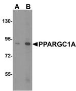 PPARGC1A Antibody in Western Blot (WB)