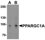 PPARGC1A Antibody in Western Blot (WB)