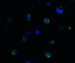 PPARGC1A Antibody in Immunocytochemistry (ICC/IF)
