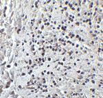PPARGC1A Antibody in Immunohistochemistry (IHC)