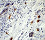 PPARGC1A Antibody in Immunohistochemistry (IHC)