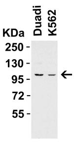 PPARGC1A Antibody in Western Blot (WB)