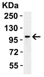 PPARGC1A Antibody in Western Blot (WB)