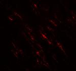 PLA1 Antibody in Immunohistochemistry (Paraffin) (IHC (P))