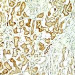 NOX1 Polyclonal Antibody
