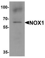 NOX1 Antibody in Western Blot (WB)