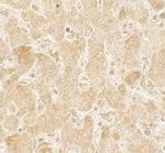 LAMTOR2 Polyclonal Antibody