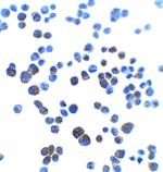 AJAP1 Polyclonal Antibody