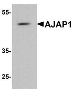 AJAP1 Antibody in Western Blot (WB)