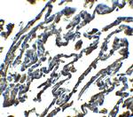 SPNS1 Polyclonal Antibody