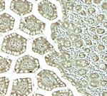 CTHRC1 Polyclonal Antibody