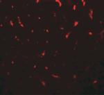 TMIGD1 Antibody in Immunohistochemistry (Paraffin) (IHC (P))