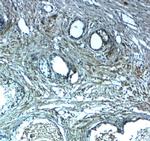 LRRC26 Polyclonal Antibody