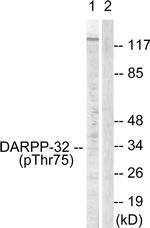 Phospho-DARPP-32 (Thr75) Antibody in Western Blot (WB)