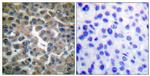 IkB epsilon Antibody in Immunohistochemistry (Paraffin) (IHC (P))