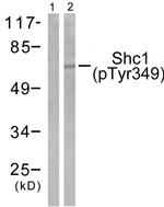 Phospho-SHC (Tyr349) Antibody in Western Blot (WB)
