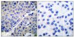 Phospho-Synaptotagmin 1 (Ser309) Antibody in Immunohistochemistry (Paraffin) (IHC (P))