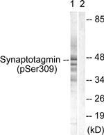 Phospho-Synaptotagmin 1 (Ser309) Antibody in Western Blot (WB)