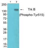 Phospho-TrkB (Tyr515) Antibody in Western Blot (WB)